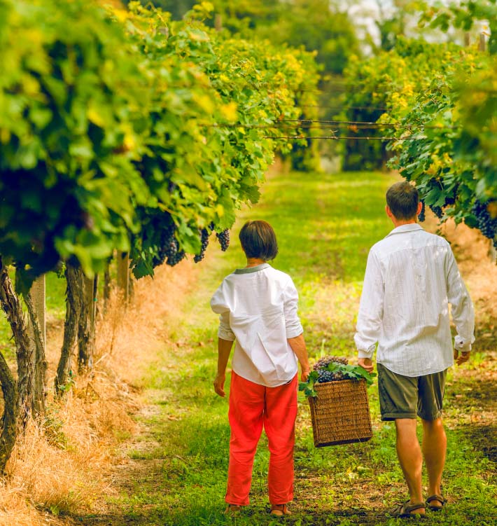 Grapes harvest
