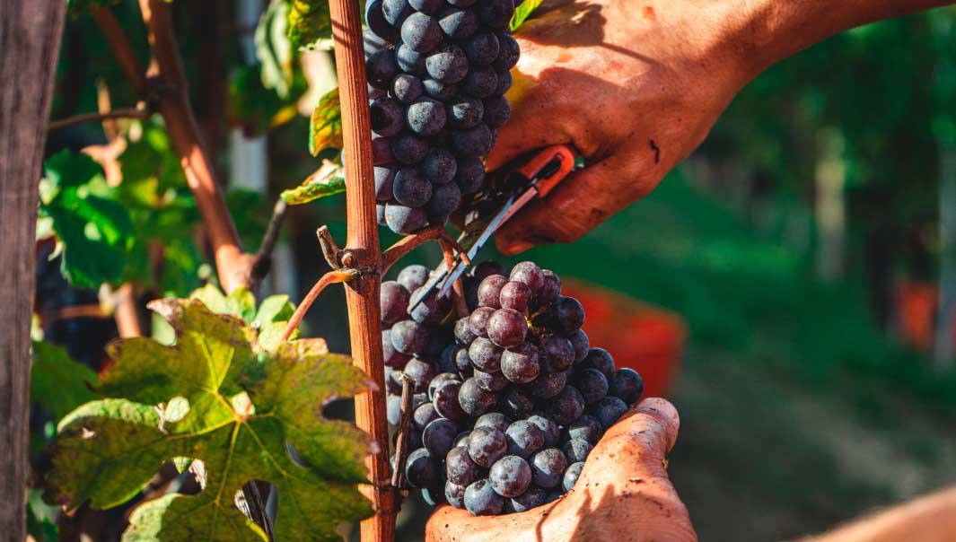 Italian wine experience
