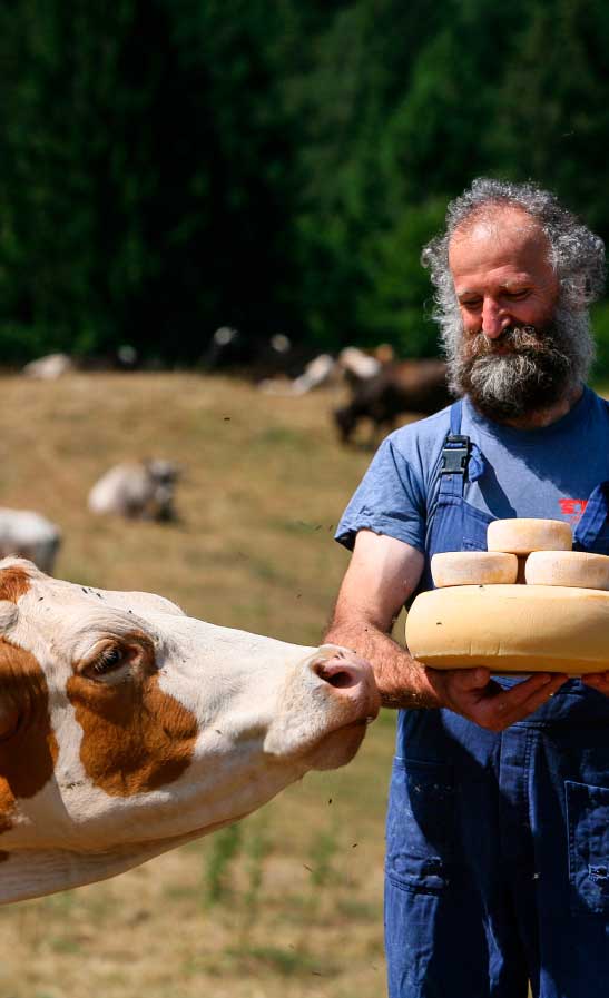 Mountain cheese