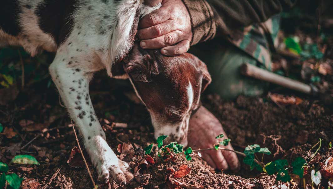 Truffle hunt